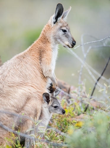 Eastern grey kangaroo and joey - Australian Stock Image