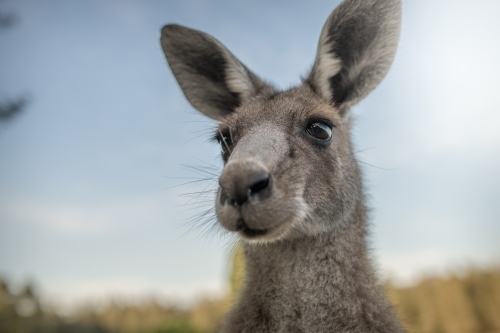 Eastern Grey Kangaroo close up - Australian Stock Image