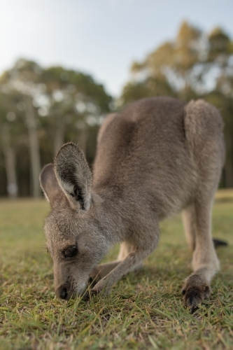 Eastern Grey Kangaroo close up - Australian Stock Image