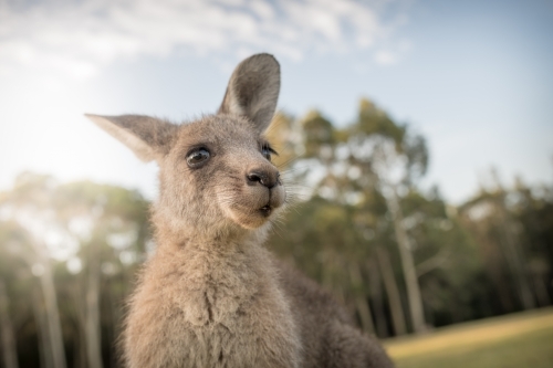 Eastern Grey Kangaroo close up - Australian Stock Image