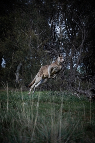 Eastern Grey Kangaroo Hopping Through the Bush - Australian Stock Image