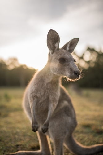 Eastern Grey Kangaroo joey close up - Australian Stock Image