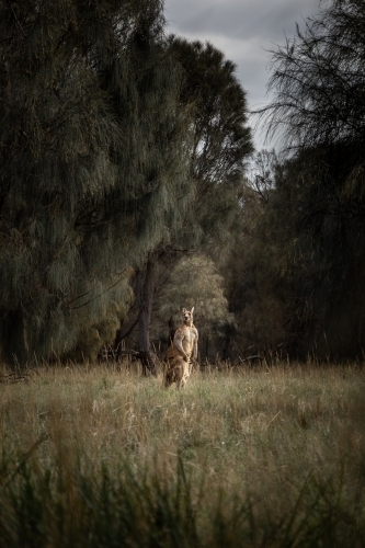 Eastern Grey Kangaroo Standing in the Warm Sun - Australian Stock Image