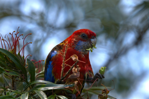 Crimson Rosella eating seeds in red grevillea tree - Australian Stock Image