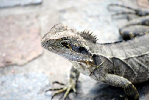 Eastern water dragon - Australian Stock Image