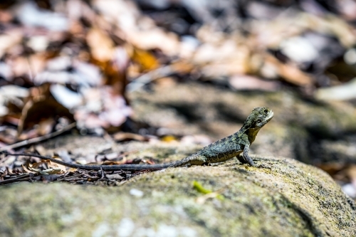 Eastern water Dragon - Australian Stock Image