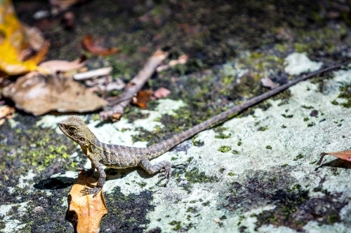 Eastern water Dragon - Australian Stock Image