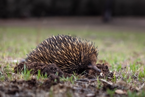 Echidna - Australian Stock Image