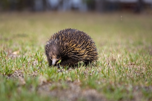 Echidna - Australian Stock Image