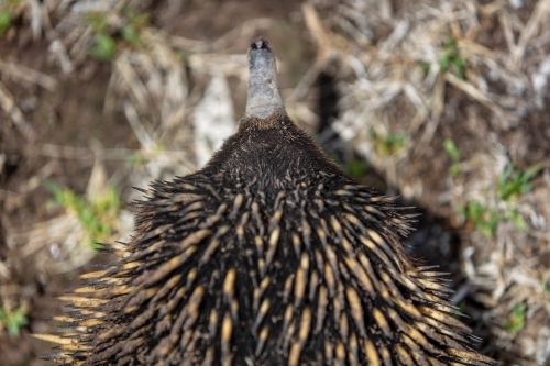 Echidna - Australian Stock Image