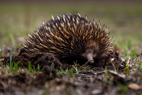 Echidna - Australian Stock Image