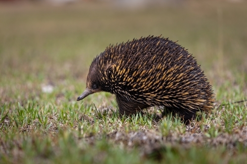 Echidna - Australian Stock Image
