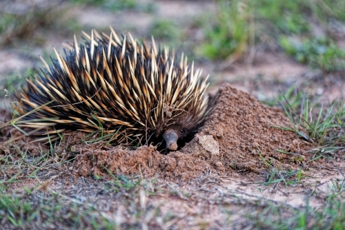 Echidna digging into the ground on a farm