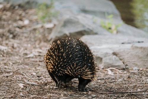 Echidna from behind walking across dirt and rocks - Australian Stock Image