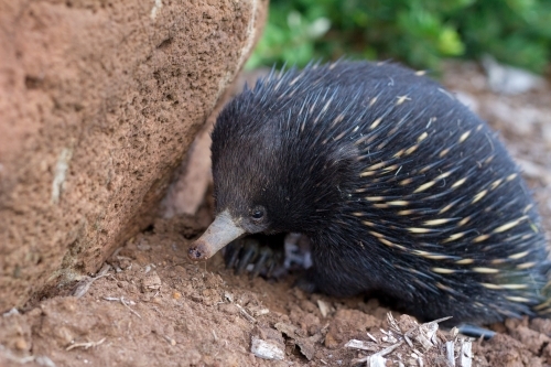 Echidna hiding next to rock - Australian Stock Image