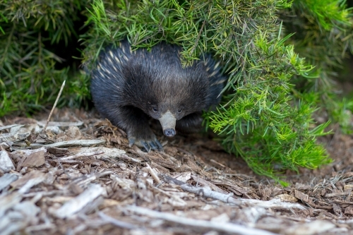 Echidna hiding under shrub - Australian Stock Image
