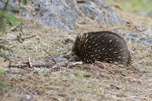 Echidna in natural habitat - Australian Stock Image