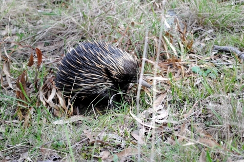 Echidna in the bush - Australian Stock Image