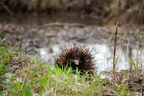 Echidna native Australian animal walking through paddock - Australian Stock Image