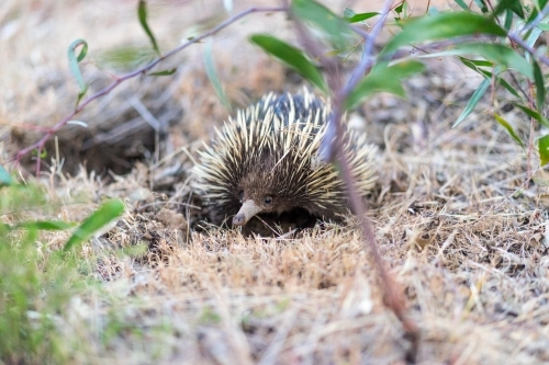 Echidna on dry grass in bushland - Australian Stock Image