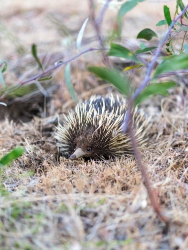 Echidna on dry grass in bushland - Australian Stock Image