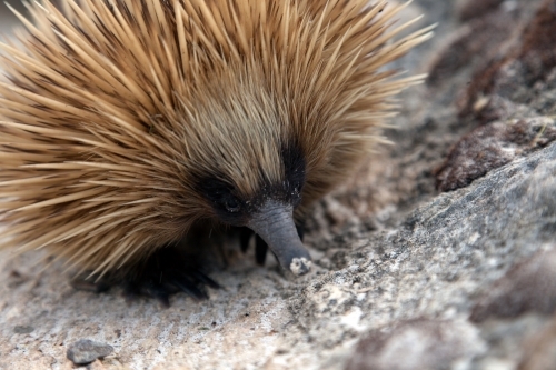 Echidna on sand and rocks - Australian Stock Image