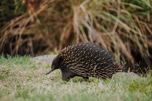 Echidna walking across grass in the wild - Australian Stock Image