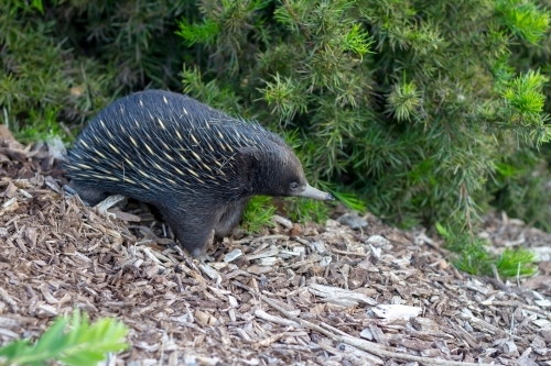 Echidna walking through garden - Australian Stock Image