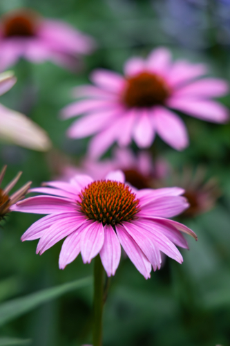 Echinacea purpurea a flowering plant - Australian Stock Image