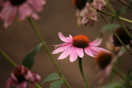 Echinacea purpurea is a North American species of flowering plant in the sunflower family - Australian Stock Image