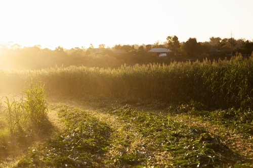Edge of crop paddock being harvested at sunset - Australian Stock Image