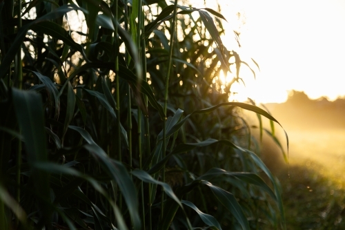 Edge of crop paddock being harvested at sunset - Australian Stock Image
