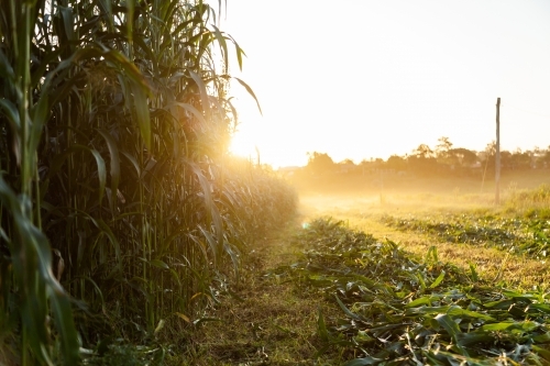 Edge of crop paddock being harvested at sunset - Australian Stock Image