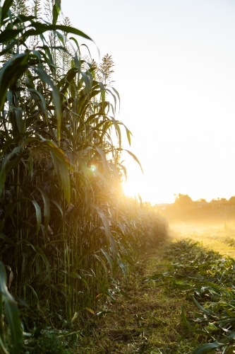 Edge of crop paddock being harvested at sunset - Australian Stock Image