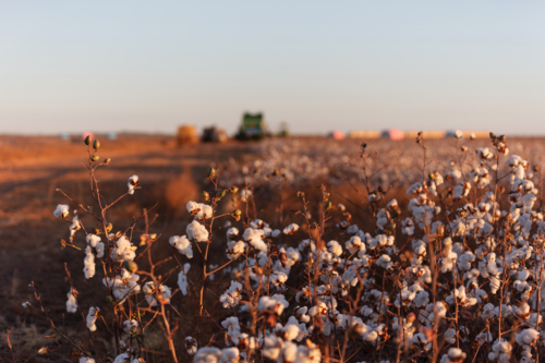 Edge of the cotton field at harvest time, early morning light - Australian Stock Image