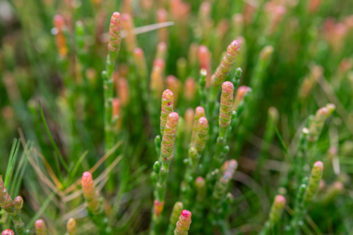 Edible native succulent - Australian Stock Image