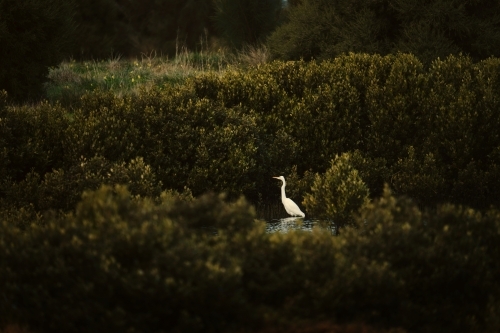 Egret sitting among dense bushes - Australian Stock Image