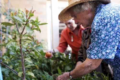 Elderly ladies picking tomatos from the garden at an aged care facility - Australian Stock Image