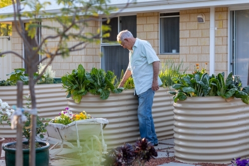 elderly man in his garden - Australian Stock Image