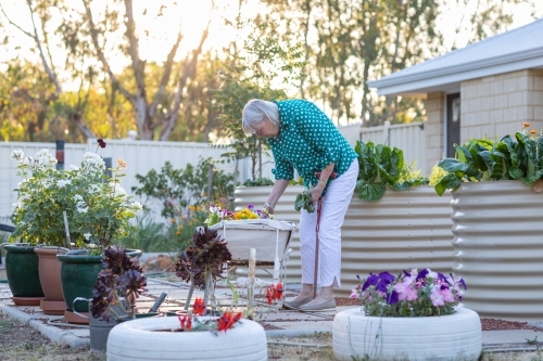 elderly woman pottering in garden - Australian Stock Image
