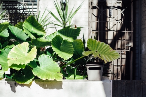 Elephant ear plants next to letterbox outside home - Australian Stock Image