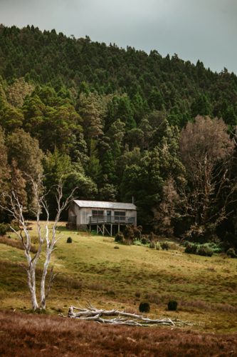 Elevated cabin in a clearing surrounded by thick green forest. - Australian Stock Image