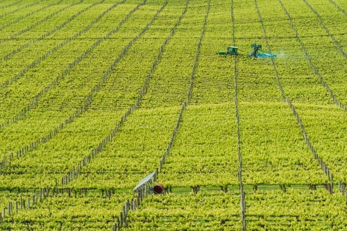 Elevated view of rows of green vines in a vineyard