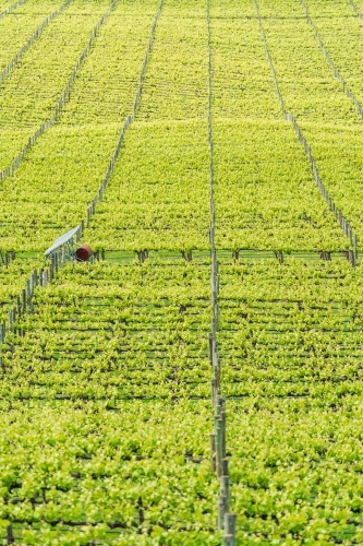 Elevated view of rows of green vines in a vineyard