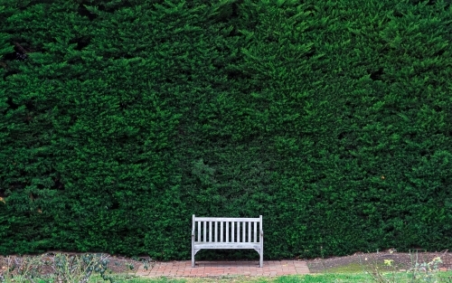 Empty park bench with a green hedge background