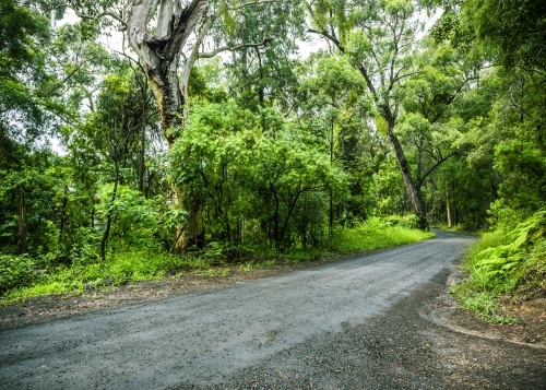 Empty rain forest road