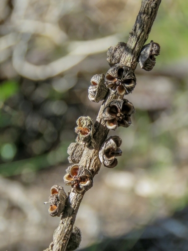 Empty seed pods of tea tree - Australian Stock Image