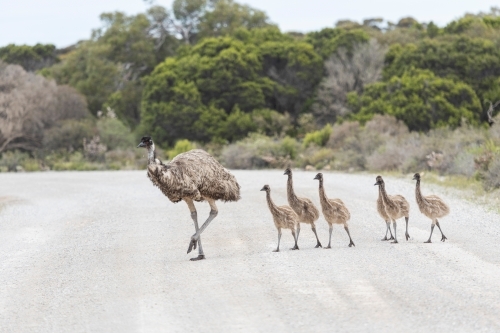 emu and chicks crossing road - Australian Stock Image