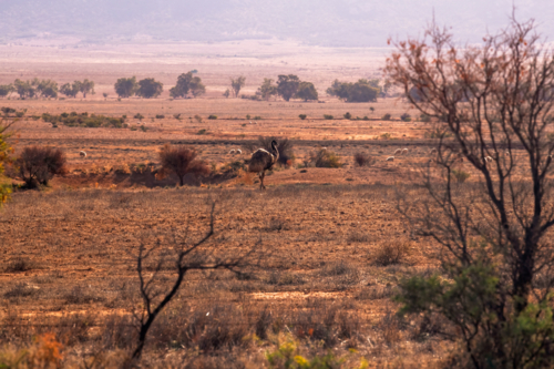 Emu and sheep in a dry arid paddock, Flinders Ranges - Australian Stock Image