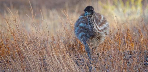 Emu chick in the Grass - Australian Stock Image